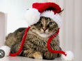 Cat Santa Hat