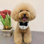 Cute Dog Formal Collar