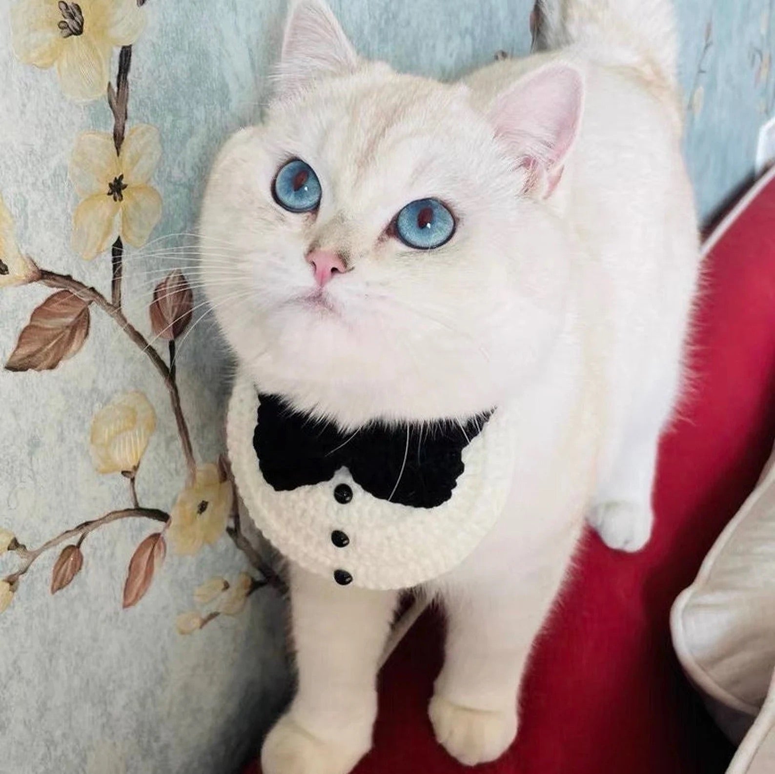 Cute Cat Formal Collar