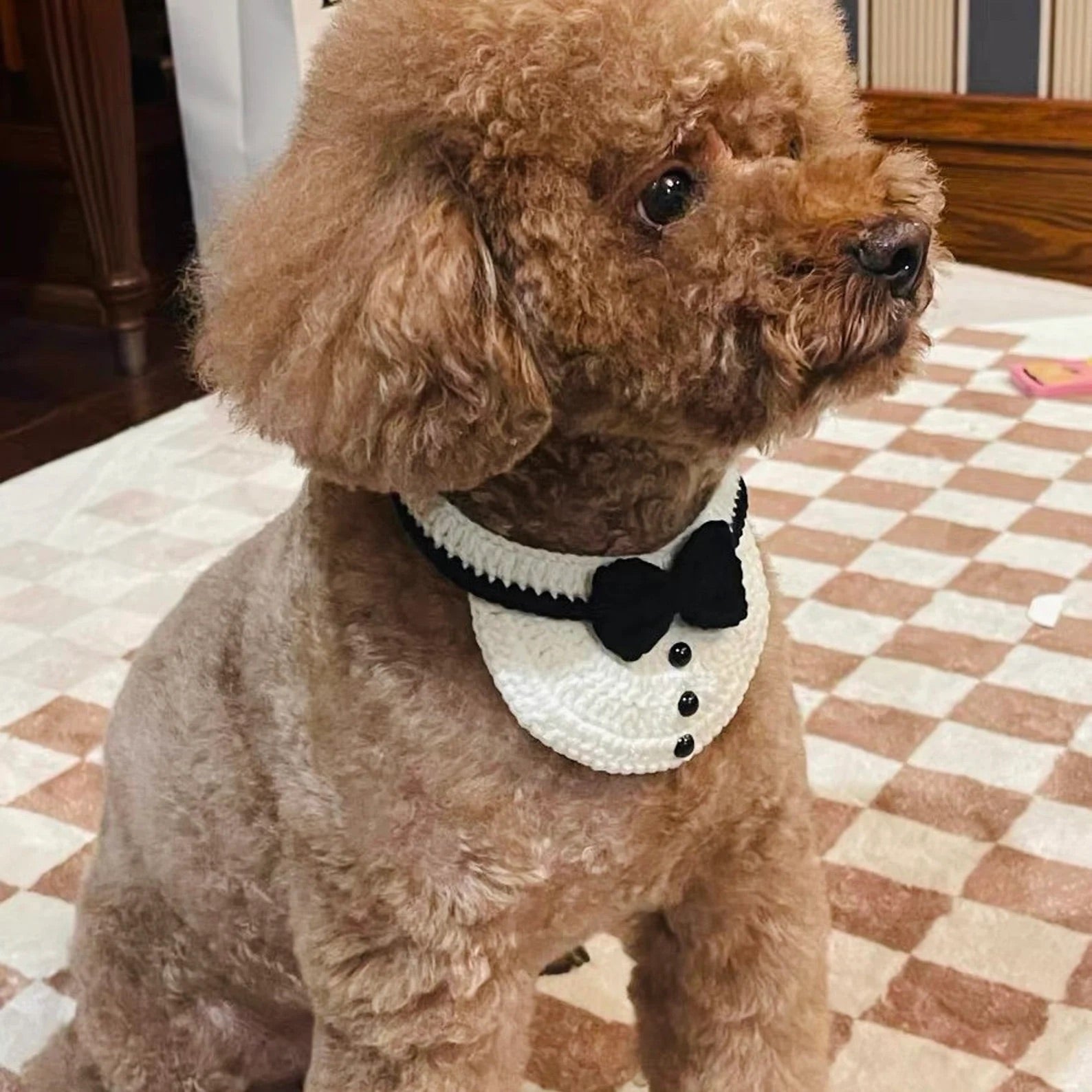 Cute Dog Formal Collar