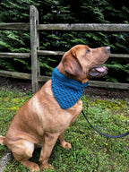 Safety Pet Bandana