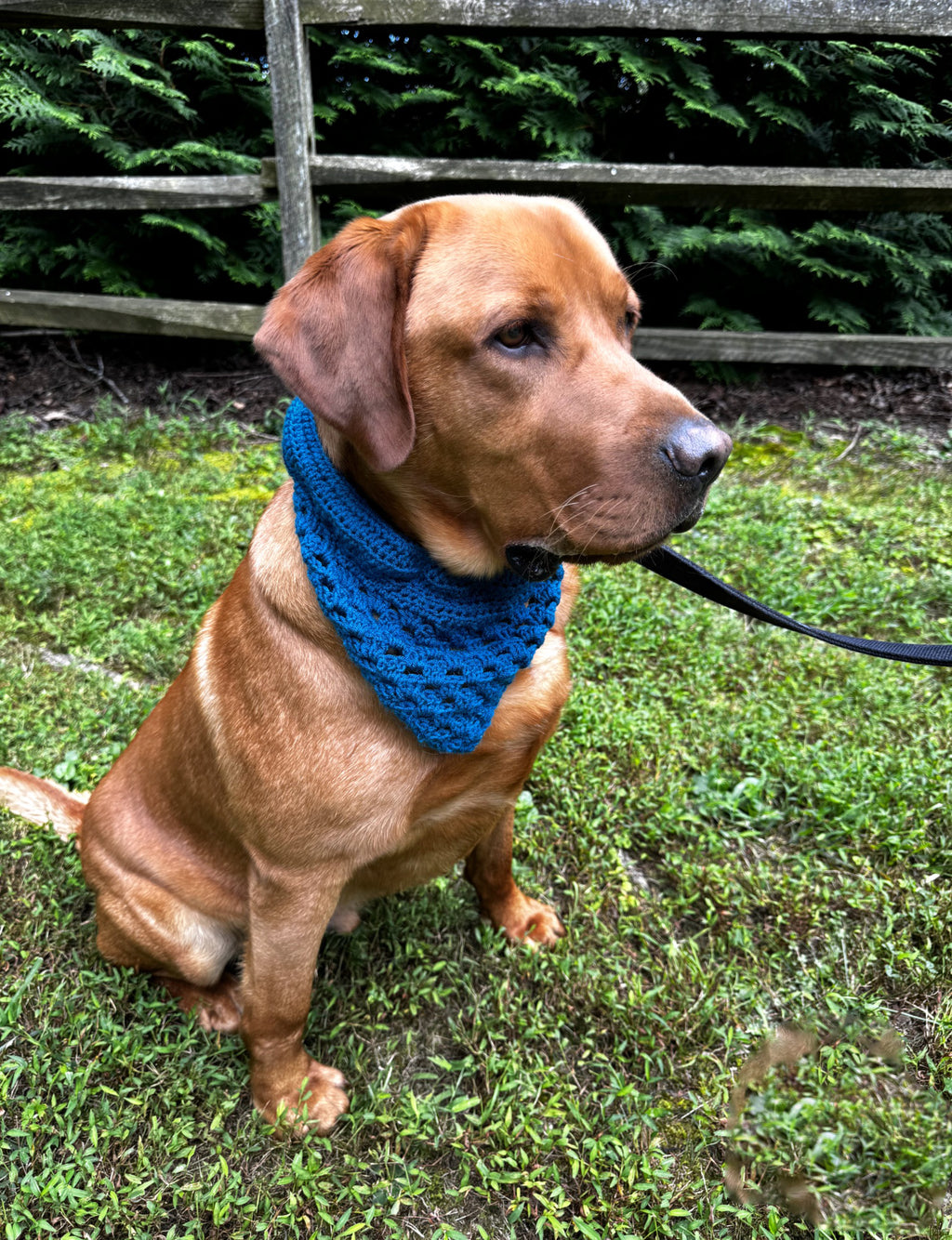 Safety Pet Bandana