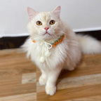 Crochet Cat Collar