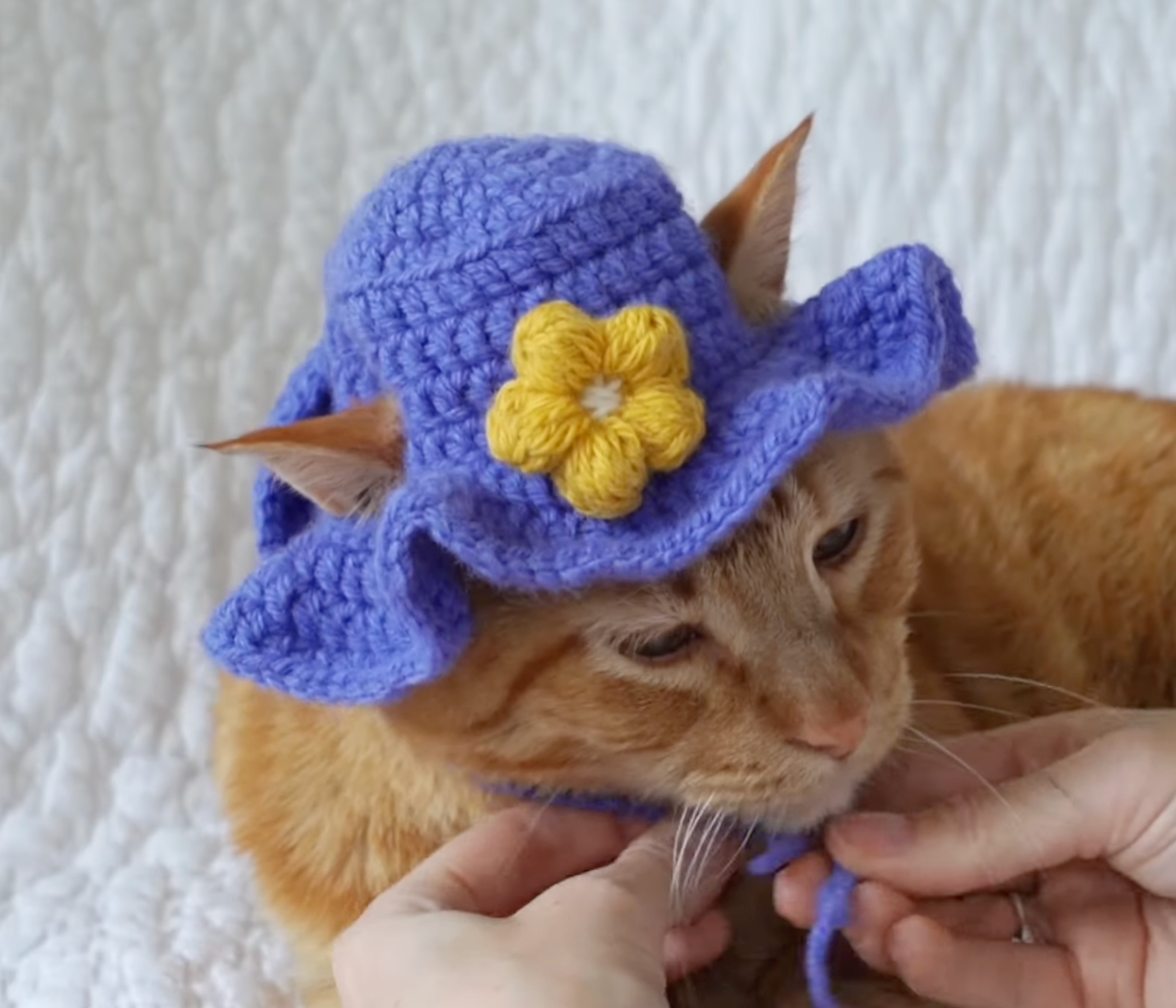Cute Purple Cat Hat