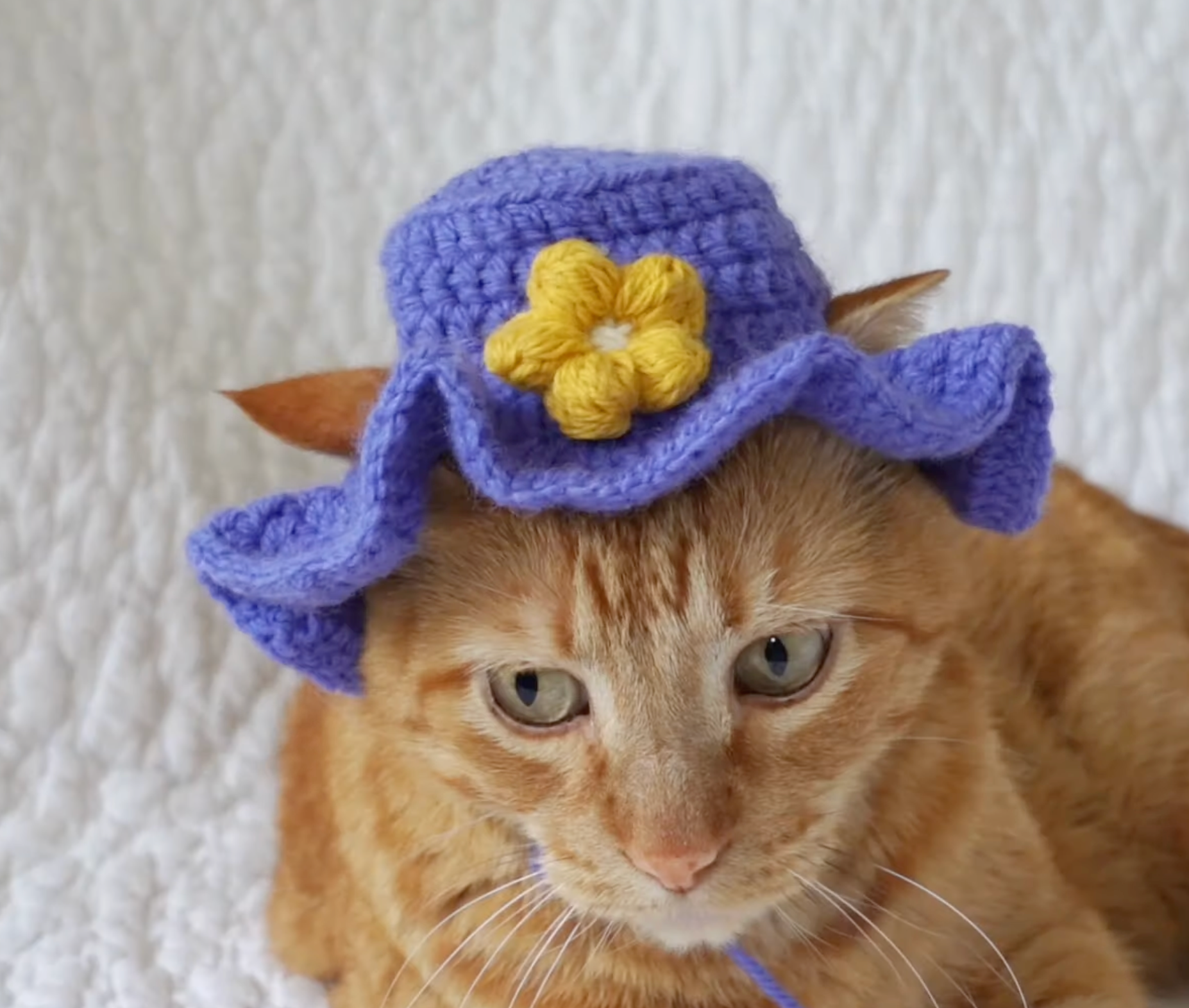 Cute Purple Cat Hat