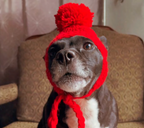 Crochet Dog Ear Flaps
