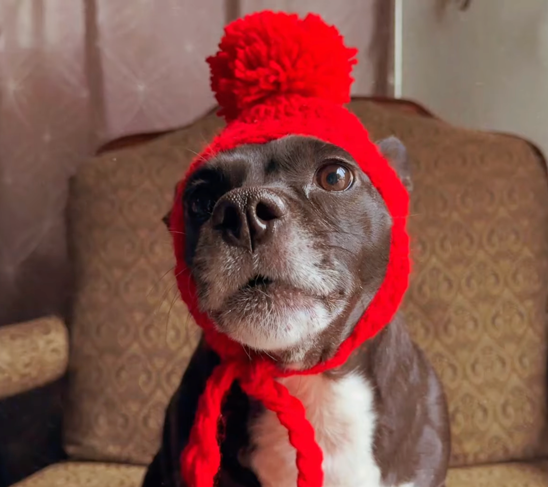 Crochet Dog Ear Flaps