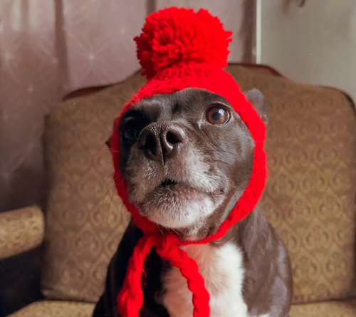 Crochet Dog Ear Flaps