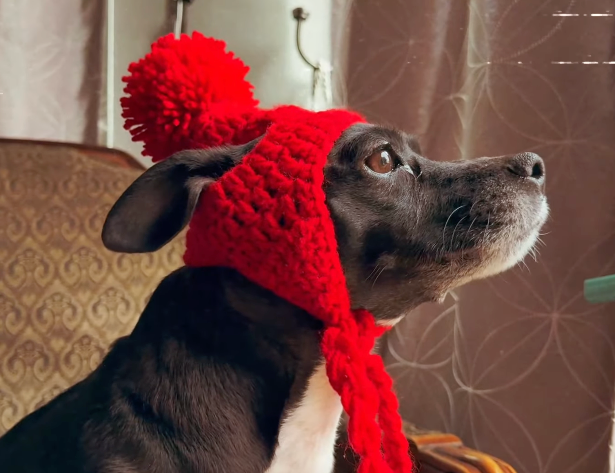 Crochet Dog Ear Flaps