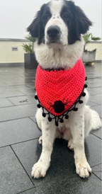 Crochet Dog Bandana