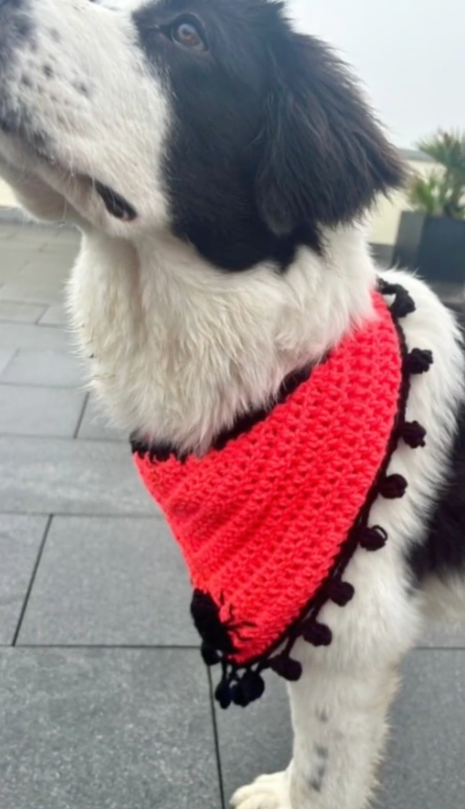 Crochet Dog Bandana
