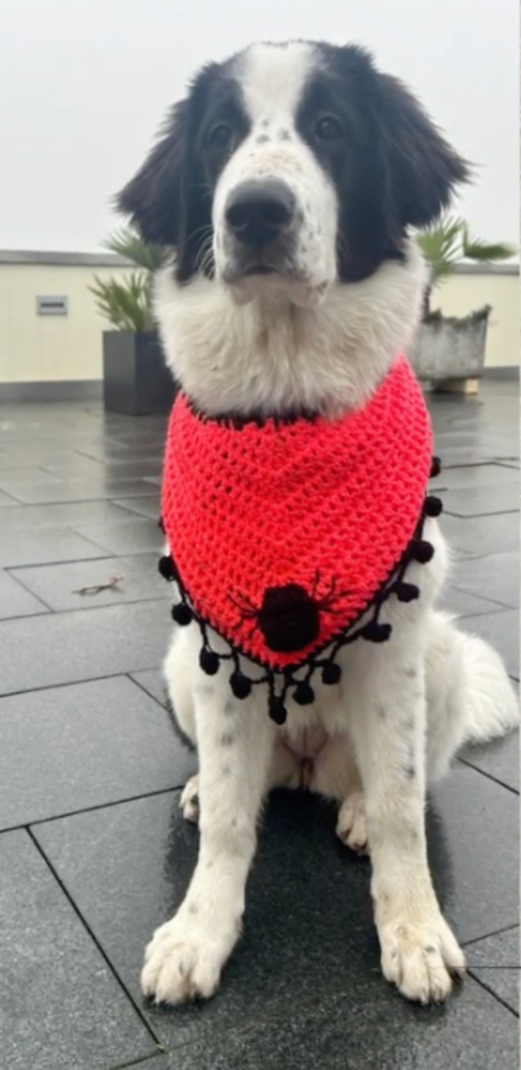 Crochet Dog Bandana