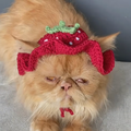 Berry Cute Cat Hat