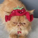 Berry Cute Cat Hat