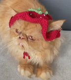 Berry Cute Cat Hat