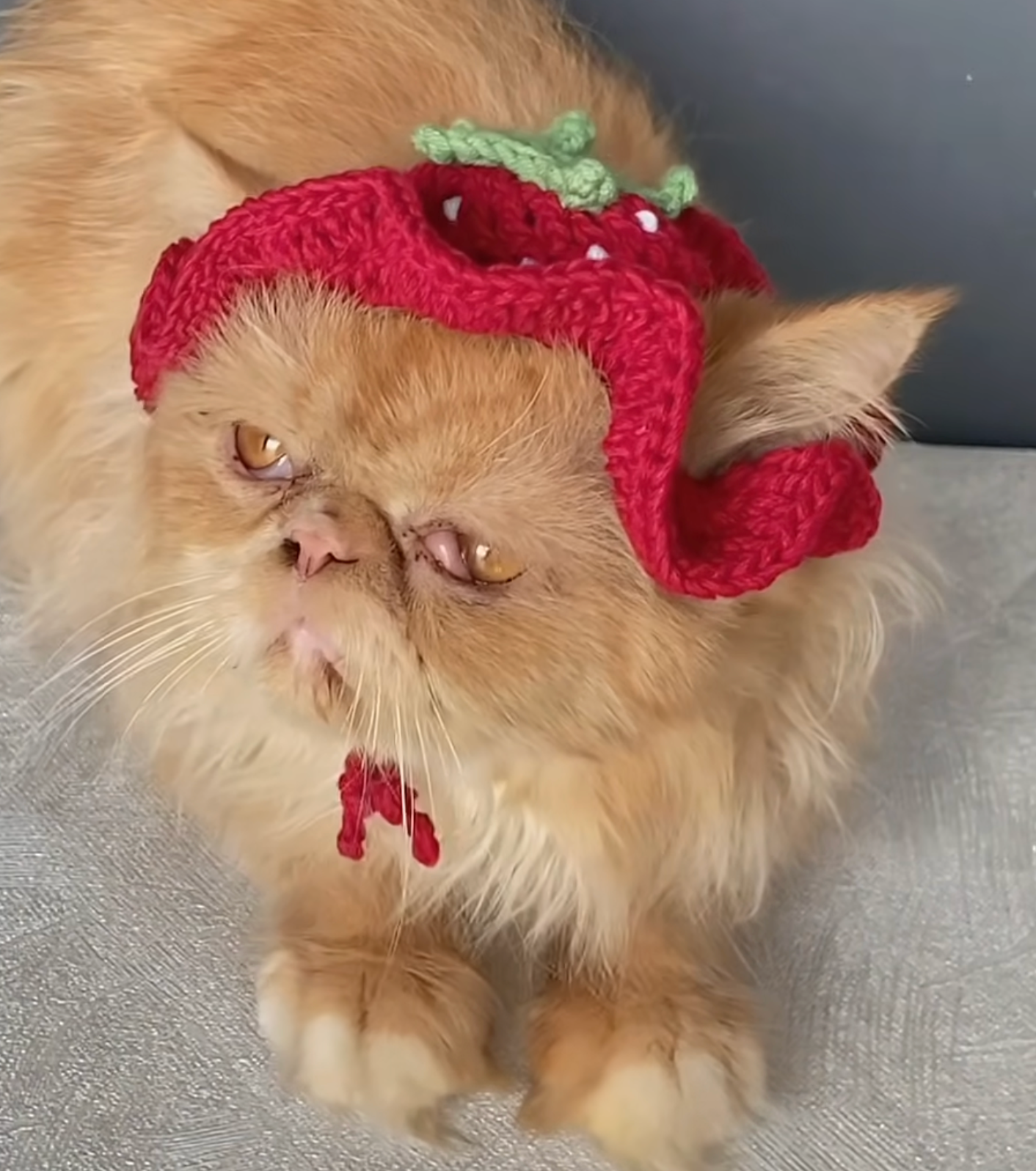 Berry Cute Cat Hat