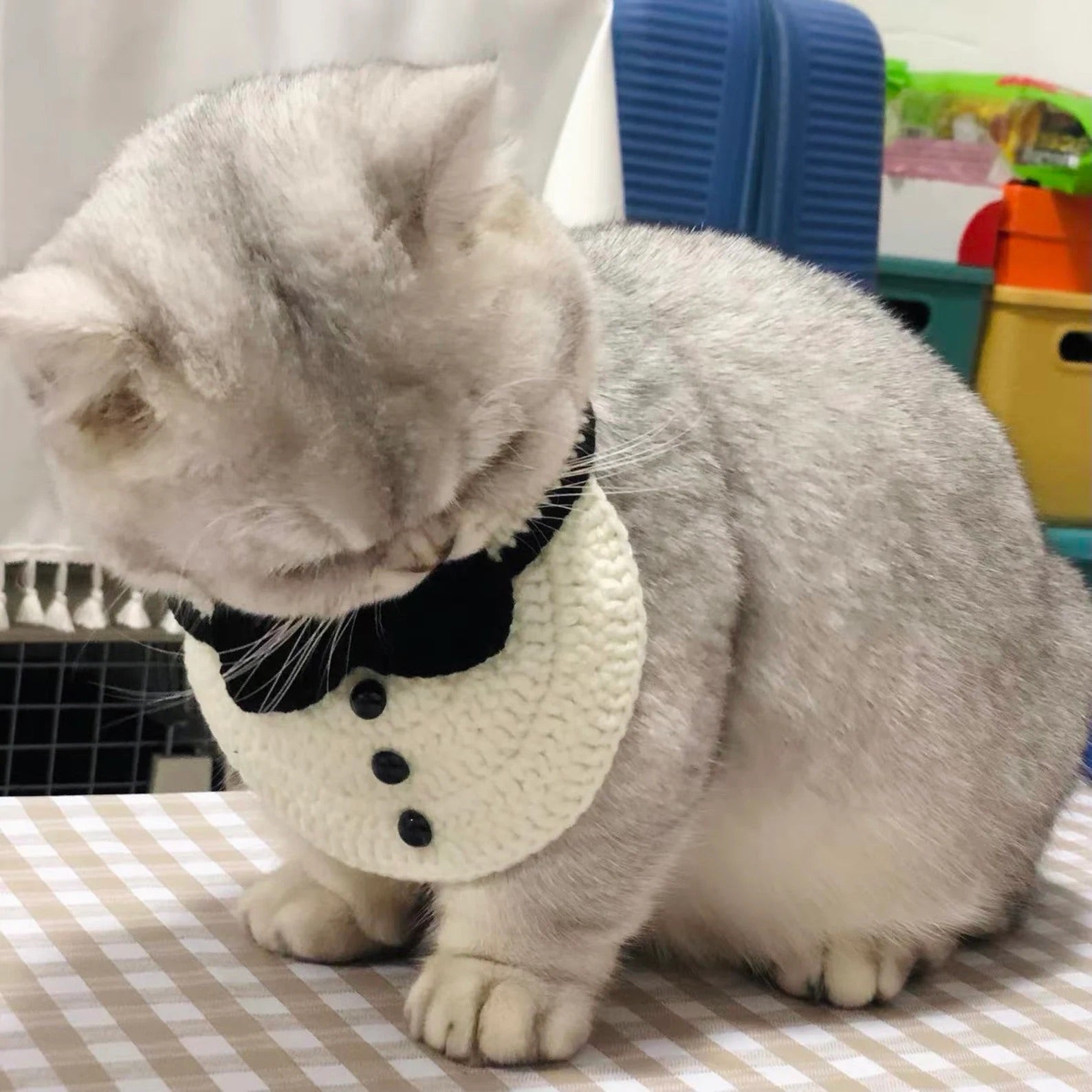 Cute Dog Formal Collar