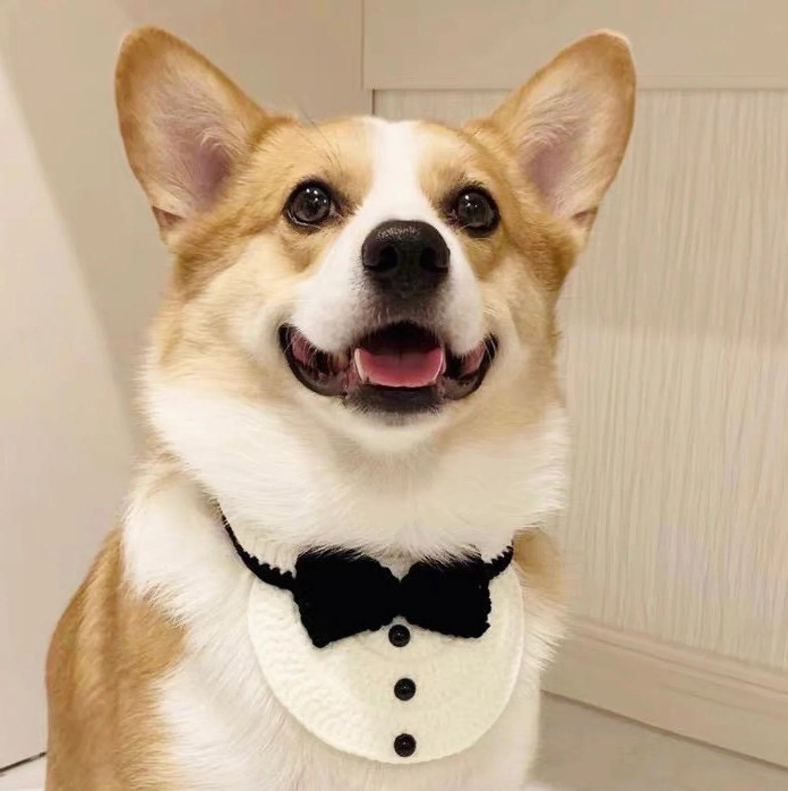 Cute Dog Formal Collar
